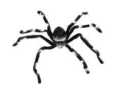 EUROPALMS Halloween spider